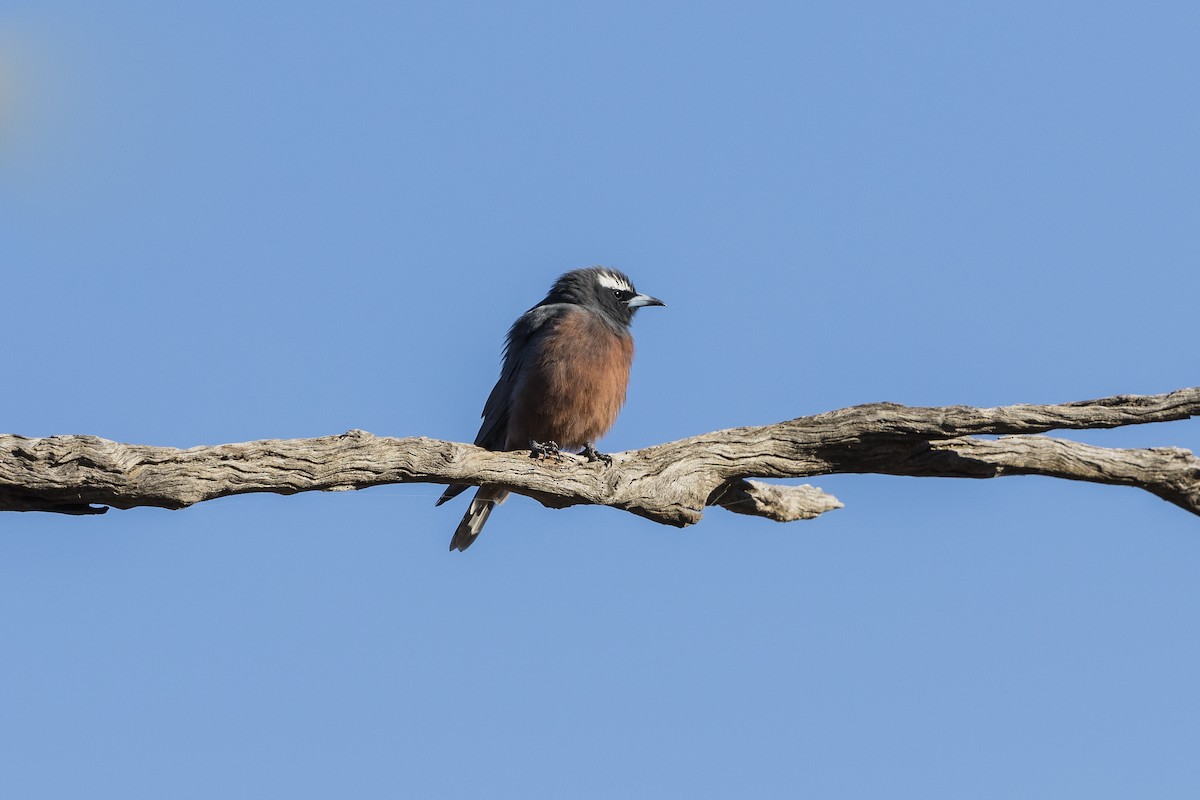 White-browed Woodswallow - ML611791079