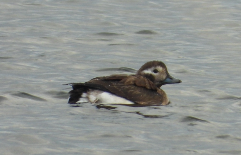 Long-tailed Duck - ML611791084