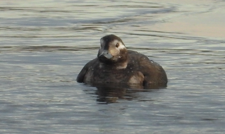 Long-tailed Duck - ML611791089