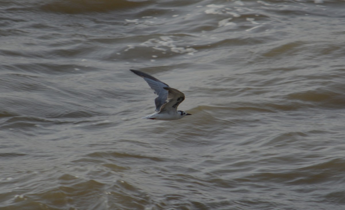 White-winged Tern - ML611791169