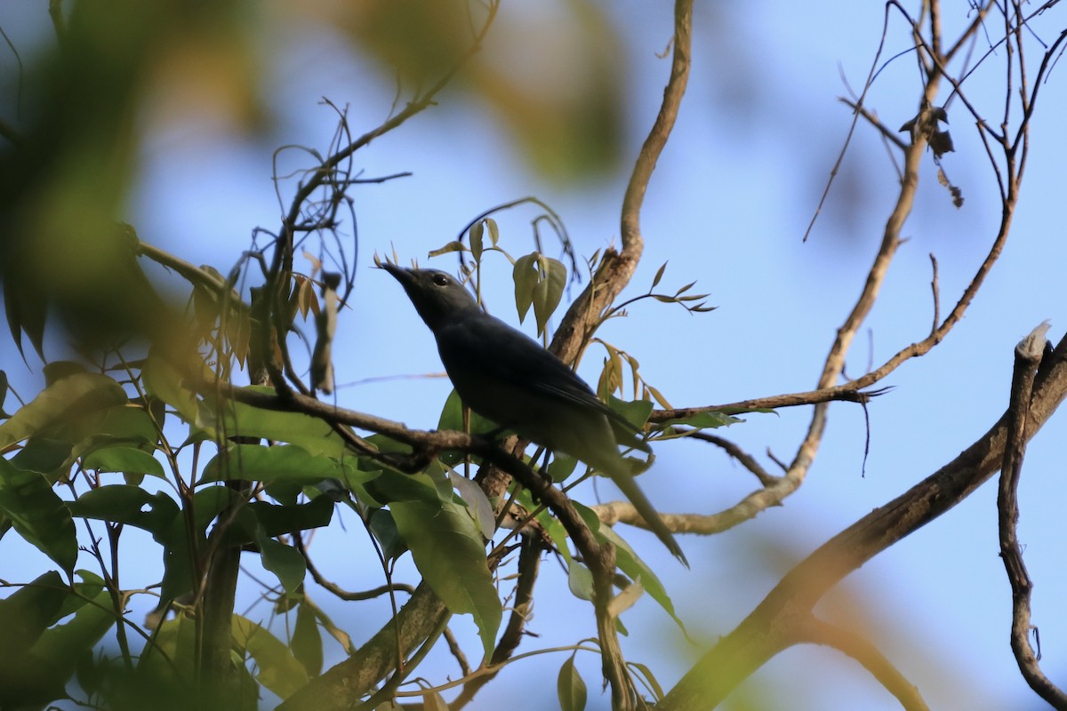 Black-winged Cuckooshrike - ML611791307