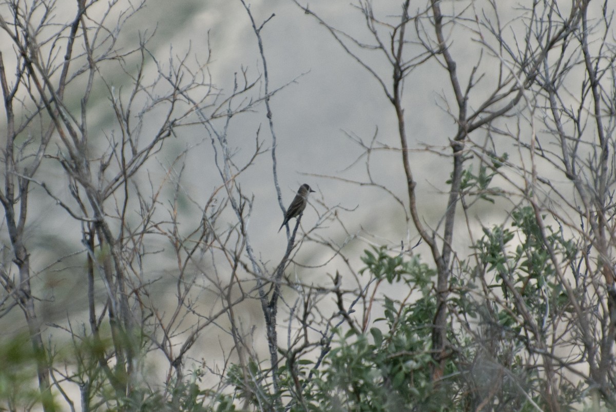 Olive-sided Flycatcher - Aaron Lang