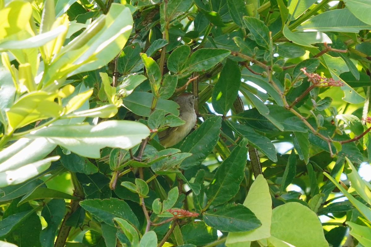 Pale-breasted Spinetail - ML611792077