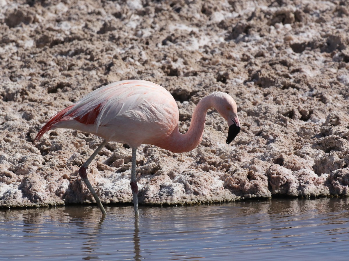 Şili Flamingosu - ML611792085