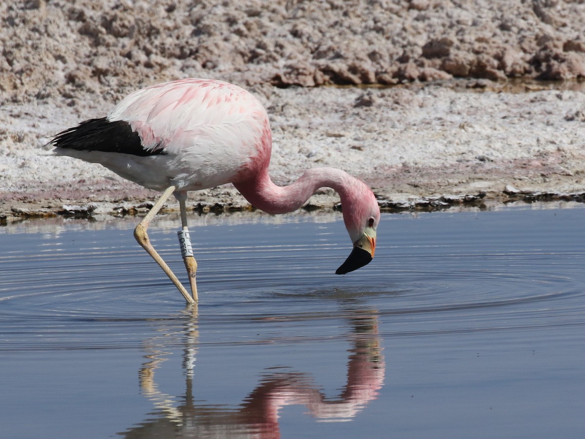 And Flamingosu - ML611792086
