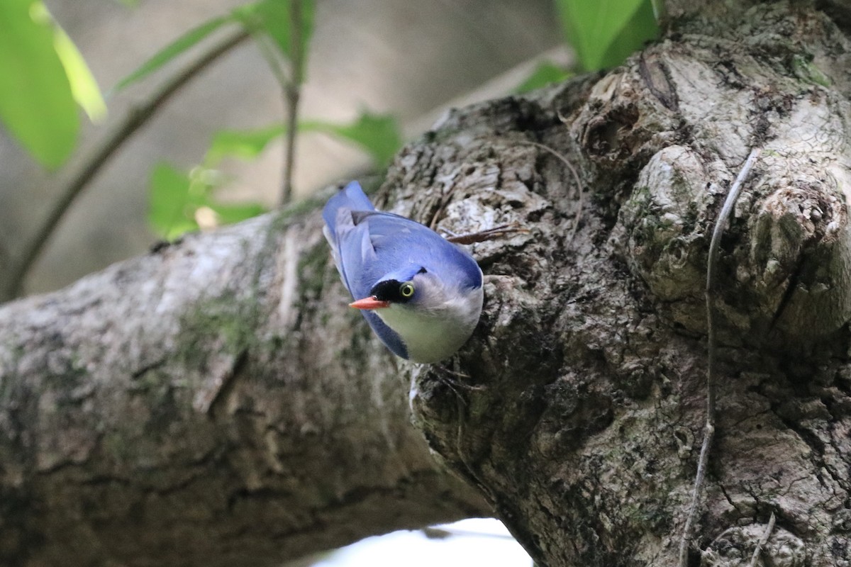 Velvet-fronted Nuthatch - ML611792122