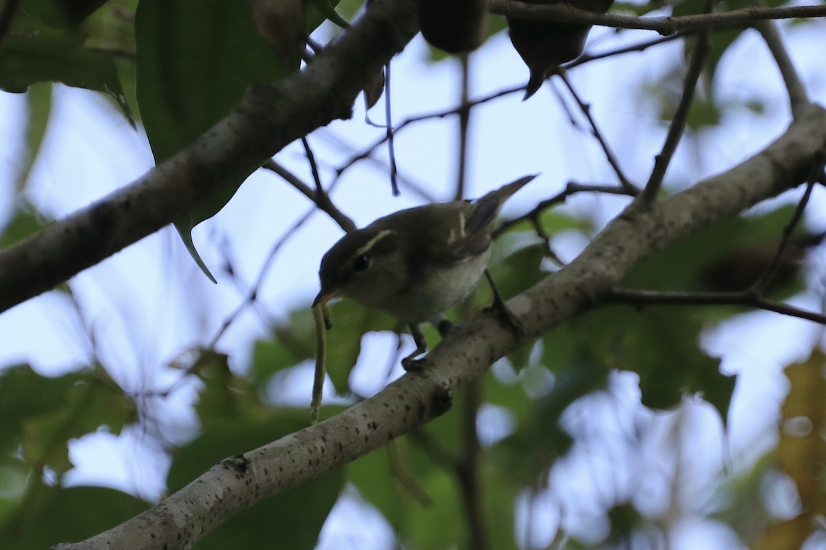 Yellow-browed Warbler - ML611792191