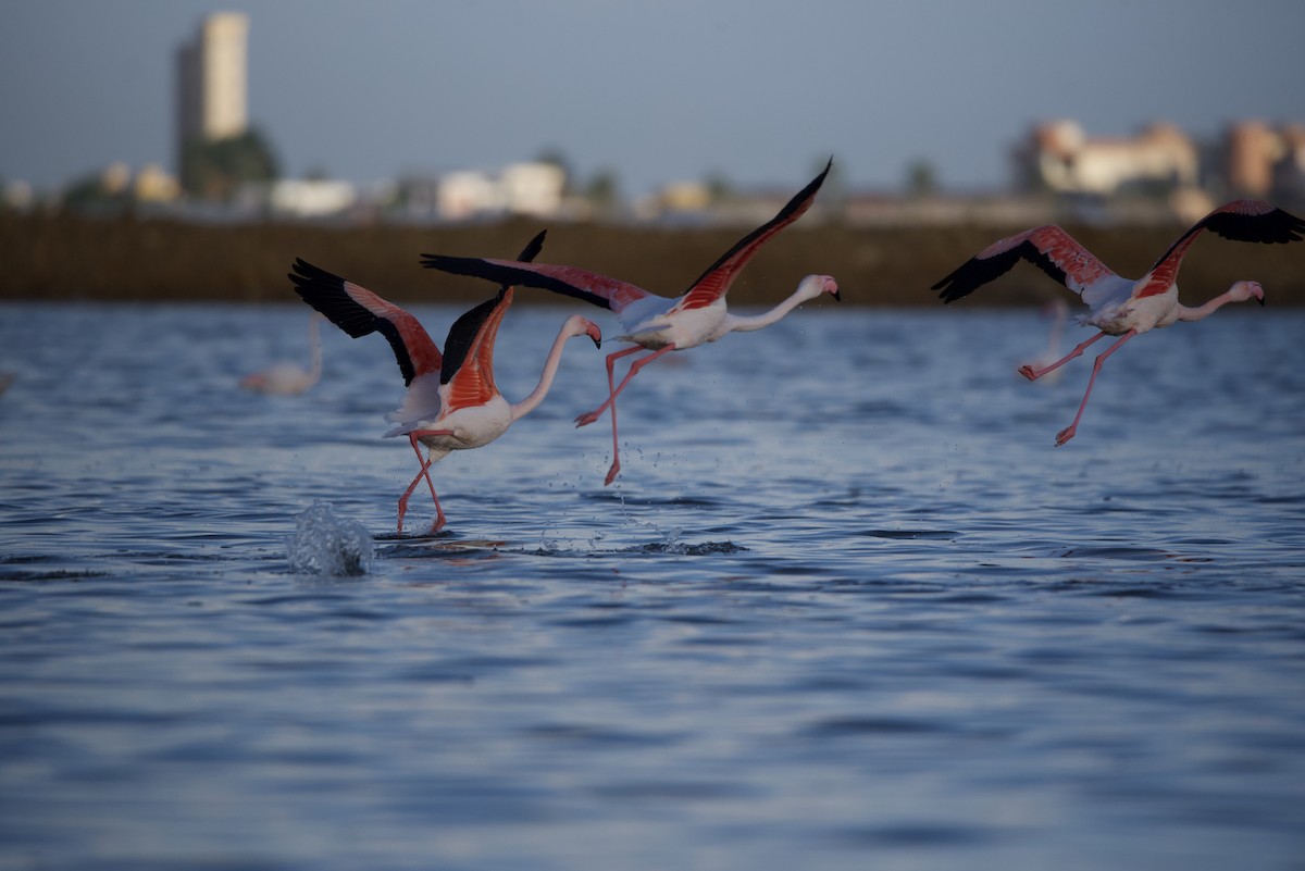 Greater Flamingo - Mansour Elkerdany