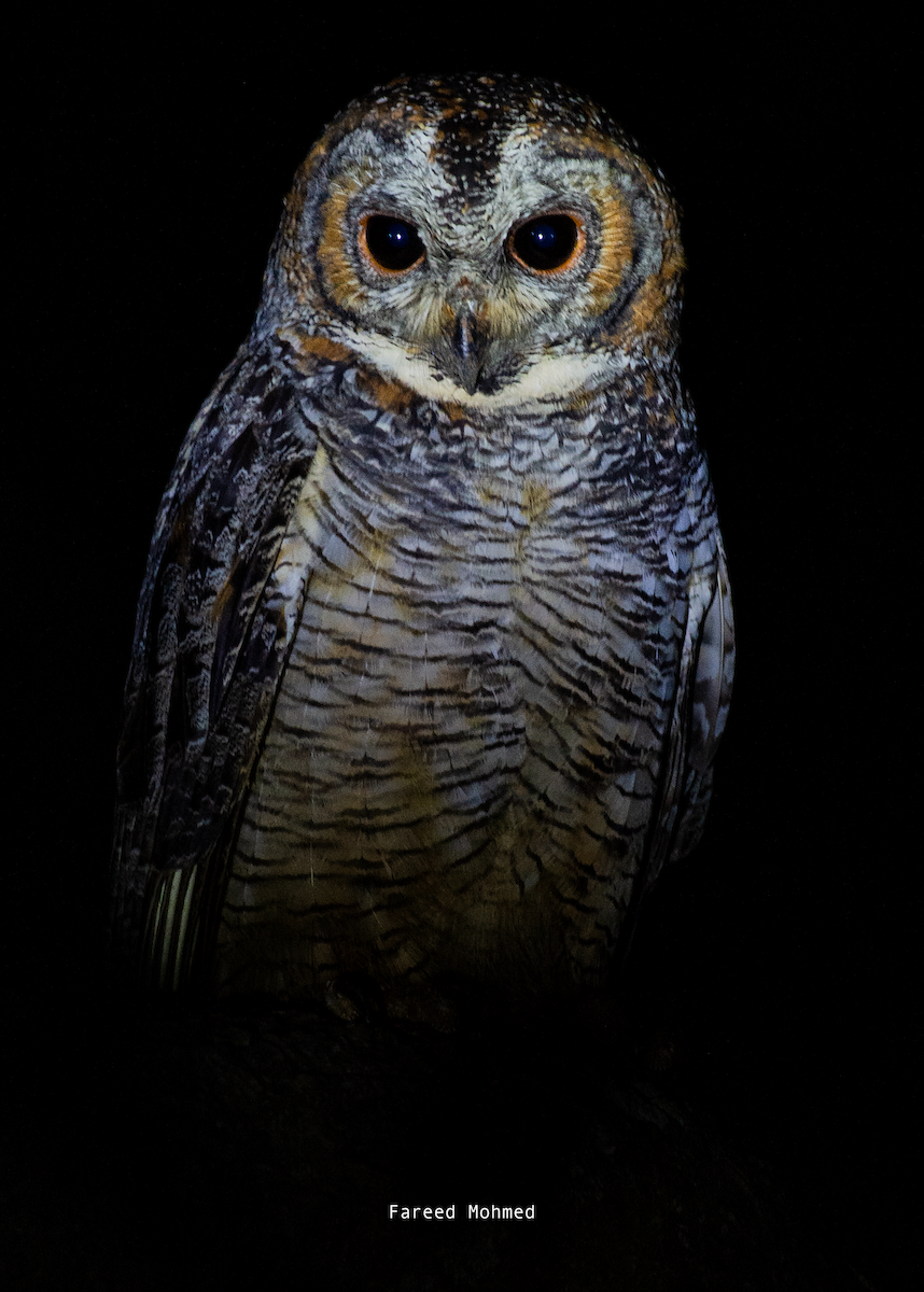 Mottled Wood-Owl - ML611792939
