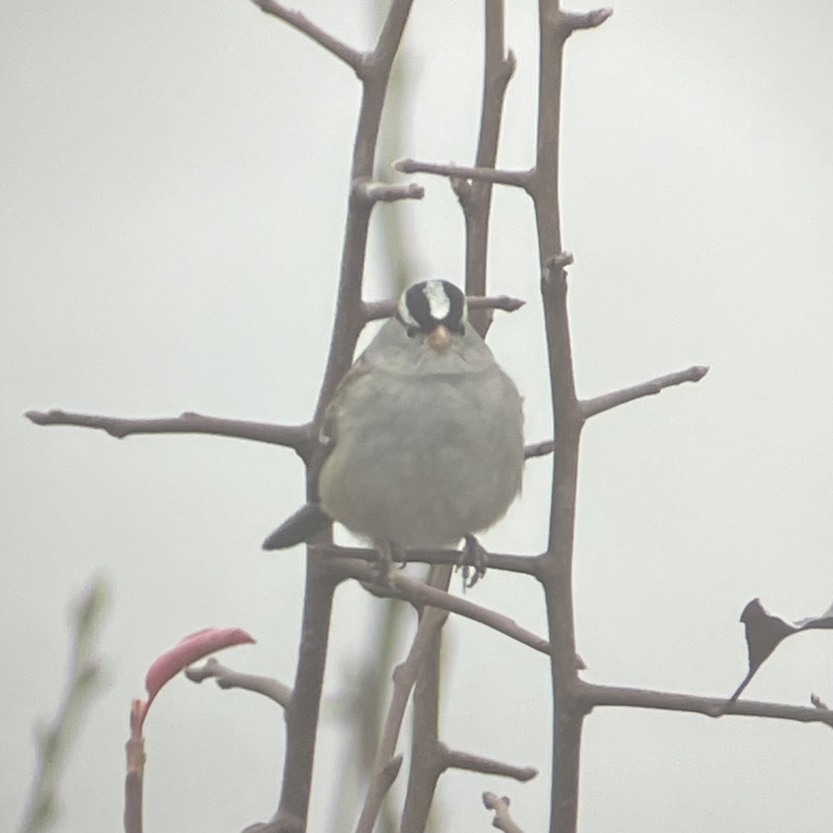 White-crowned Sparrow - ML611792981
