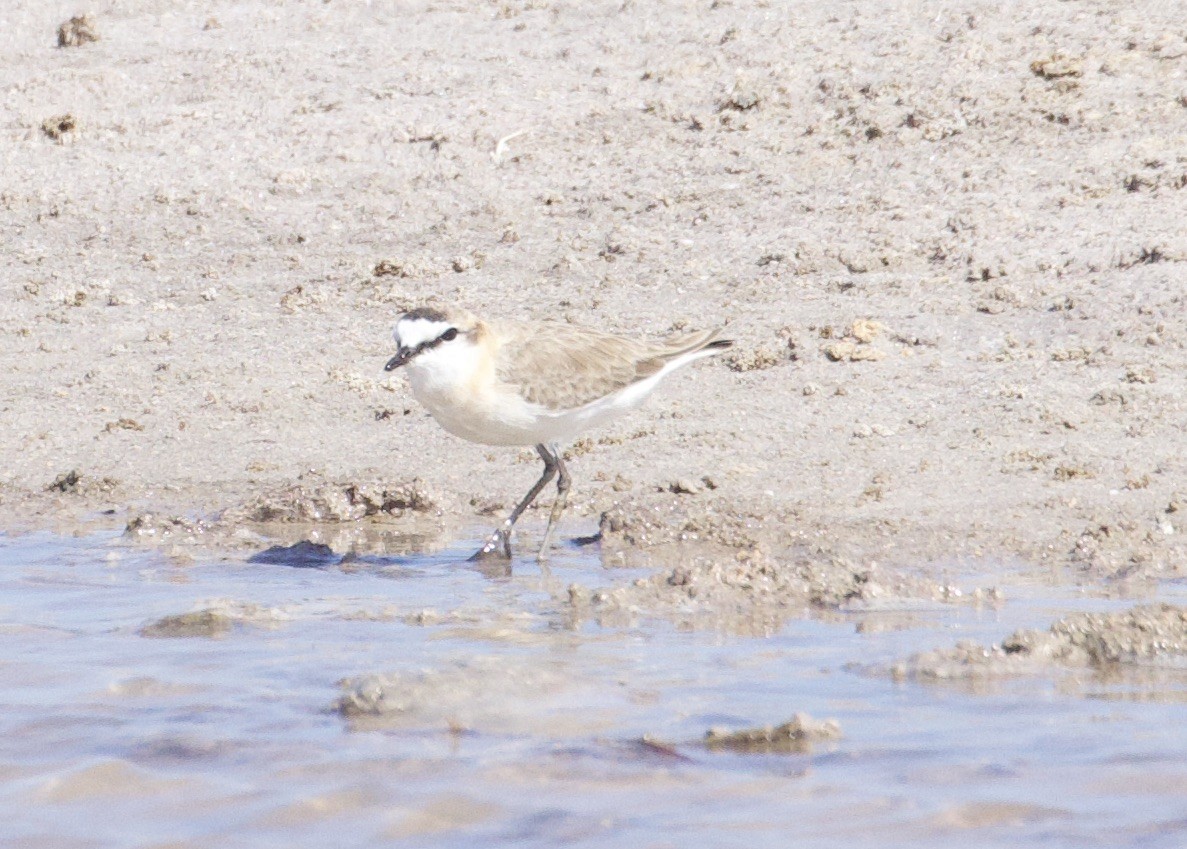 White-fronted Plover - ML611793040