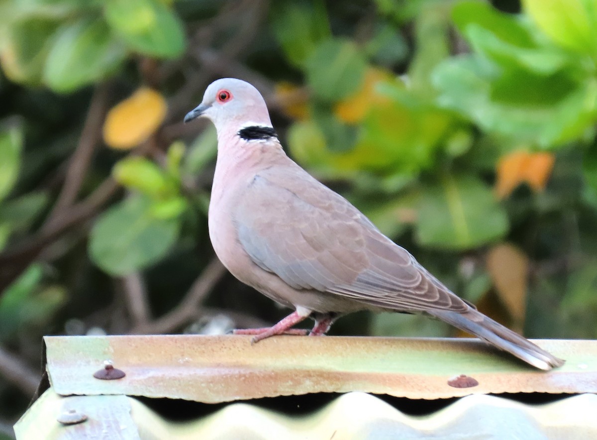 Mourning Collared-Dove - ML611793387