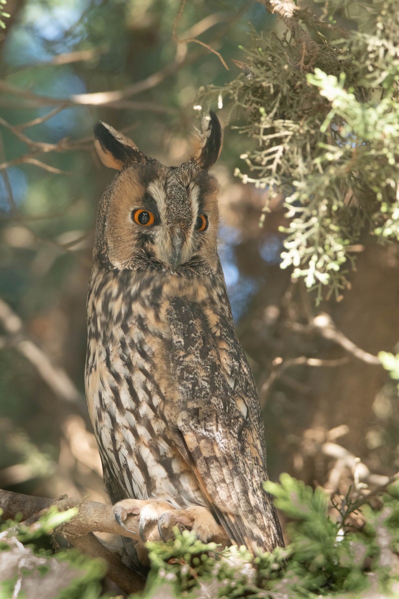 Long-eared Owl - ML611793799
