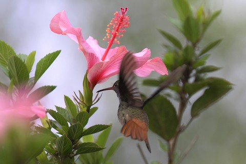 Colibri d'Anaïs - eBird