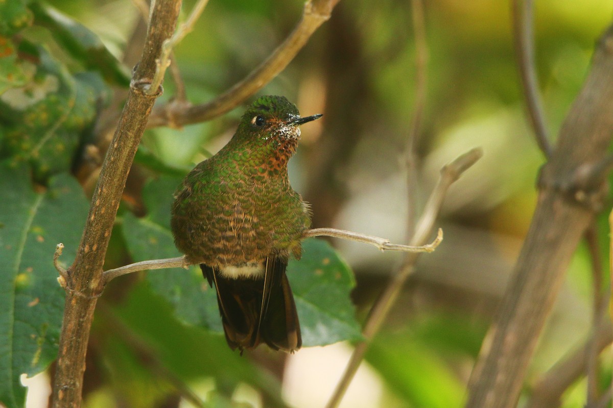 Fire-throated Metaltail - ML611794465