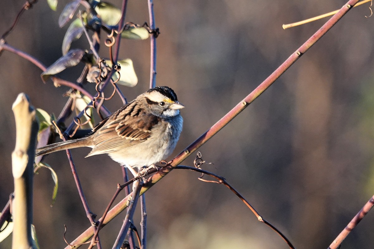 White-throated Sparrow - ML611794478