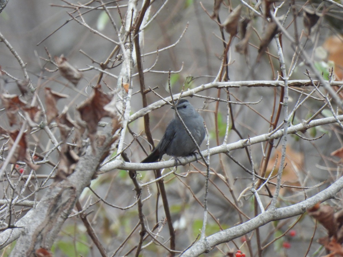 Ebird Checklist Dec Brookville Lake Fairfield Boat Ramp