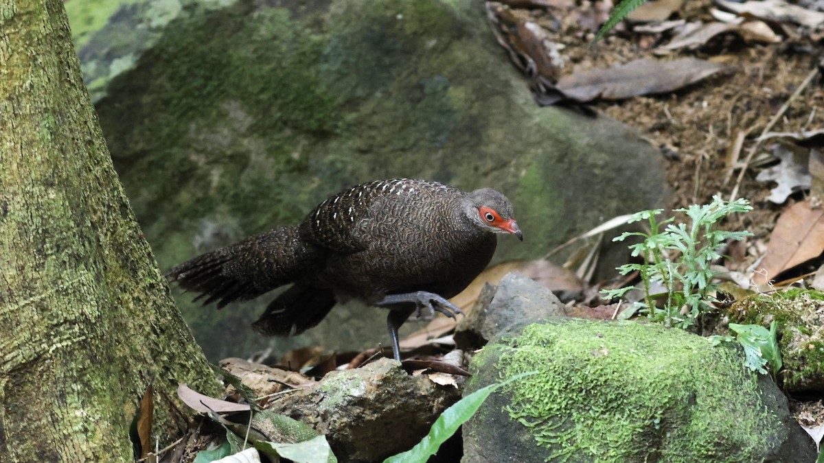Hainan Peacock-Pheasant - ML611794675