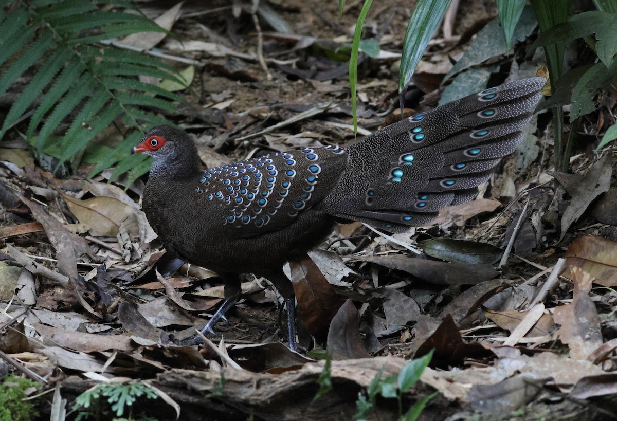 Hainan Peacock-Pheasant - ML611794688
