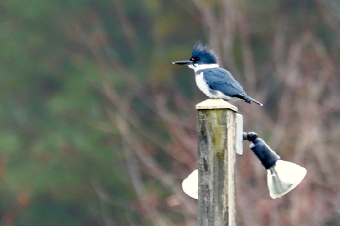 Belted Kingfisher - ML611794730