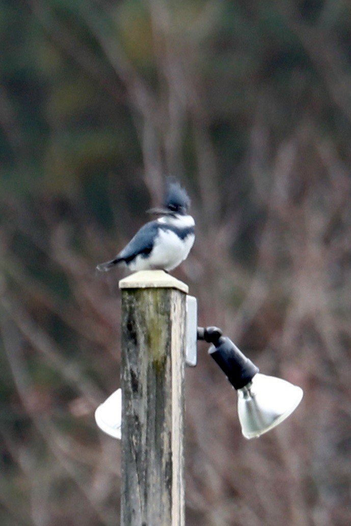 Belted Kingfisher - ML611794731
