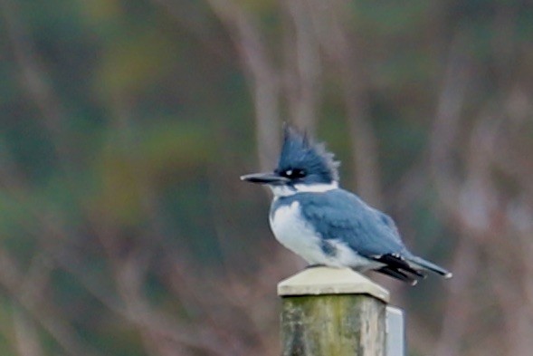 Belted Kingfisher - ML611794732