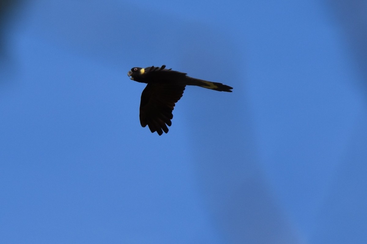 Yellow-tailed Black-Cockatoo - ML611794843