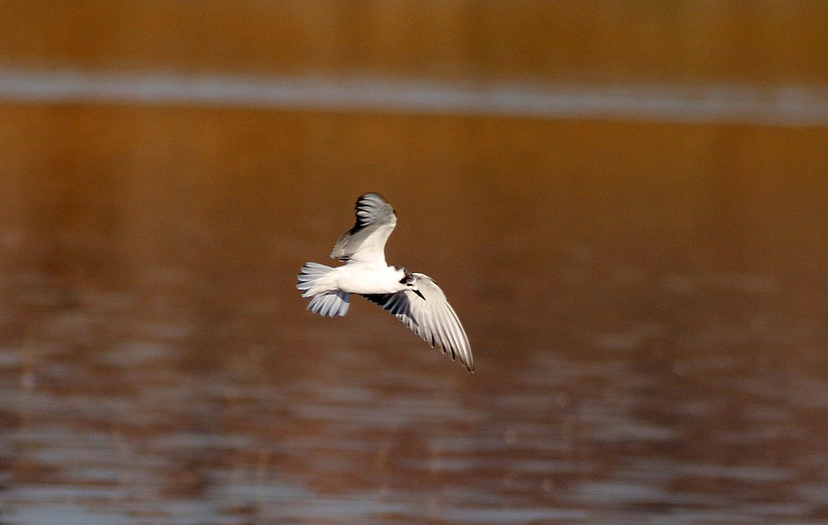 White-winged Tern - ML611794929