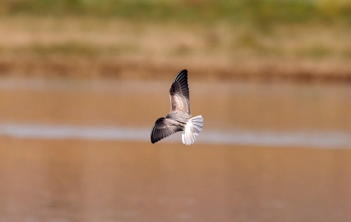 White-winged Tern - ML611794941