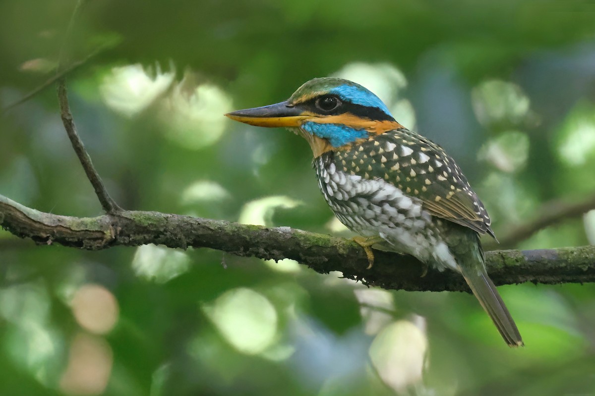 Spotted Kingfisher - ML611794949