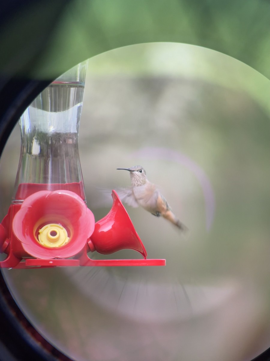 Broad-tailed Hummingbird - ML611795000