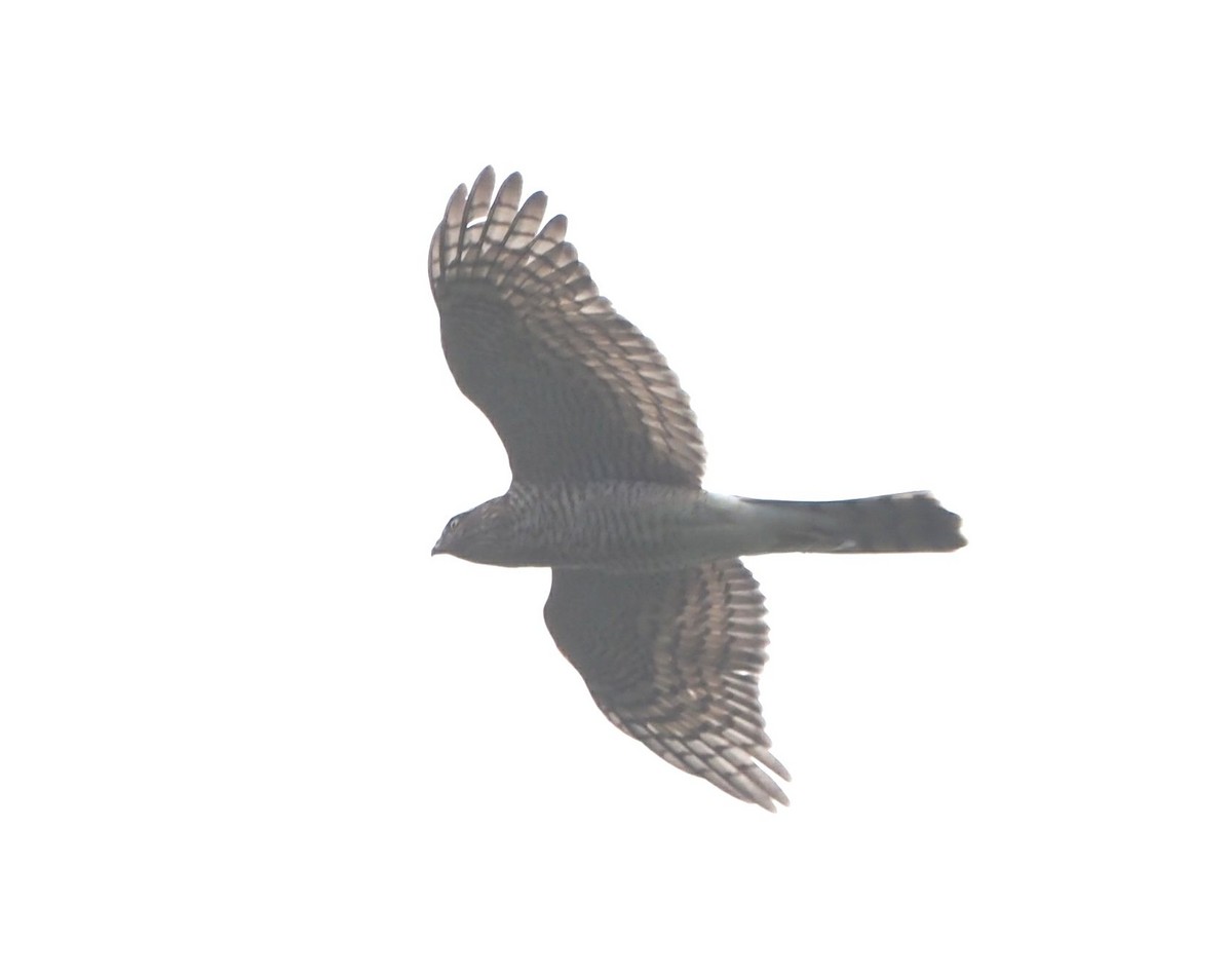 Eurasian Sparrowhawk - ML611795103