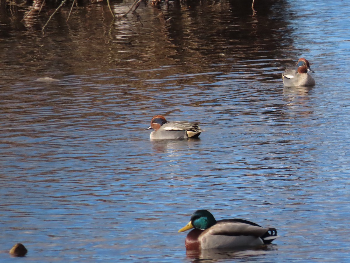 Green-winged Teal - ML611795287