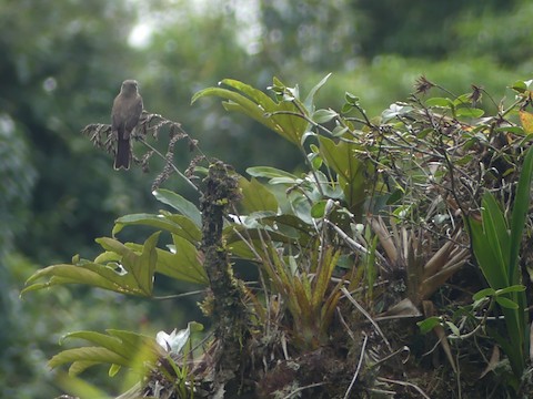 Colibri d'Anaïs - eBird