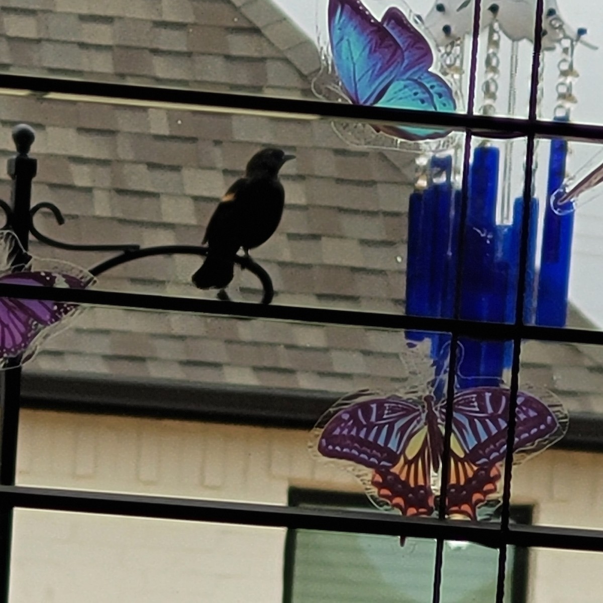 Red-winged Blackbird - ML611795374