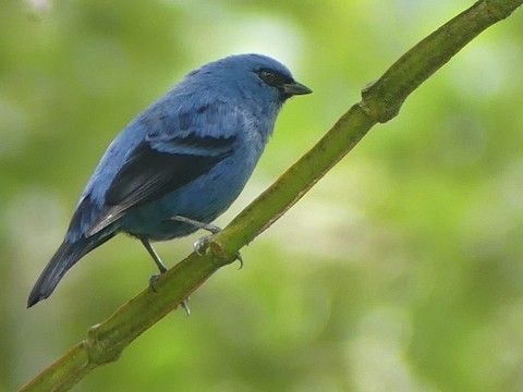 Colibri d'Anaïs - eBird