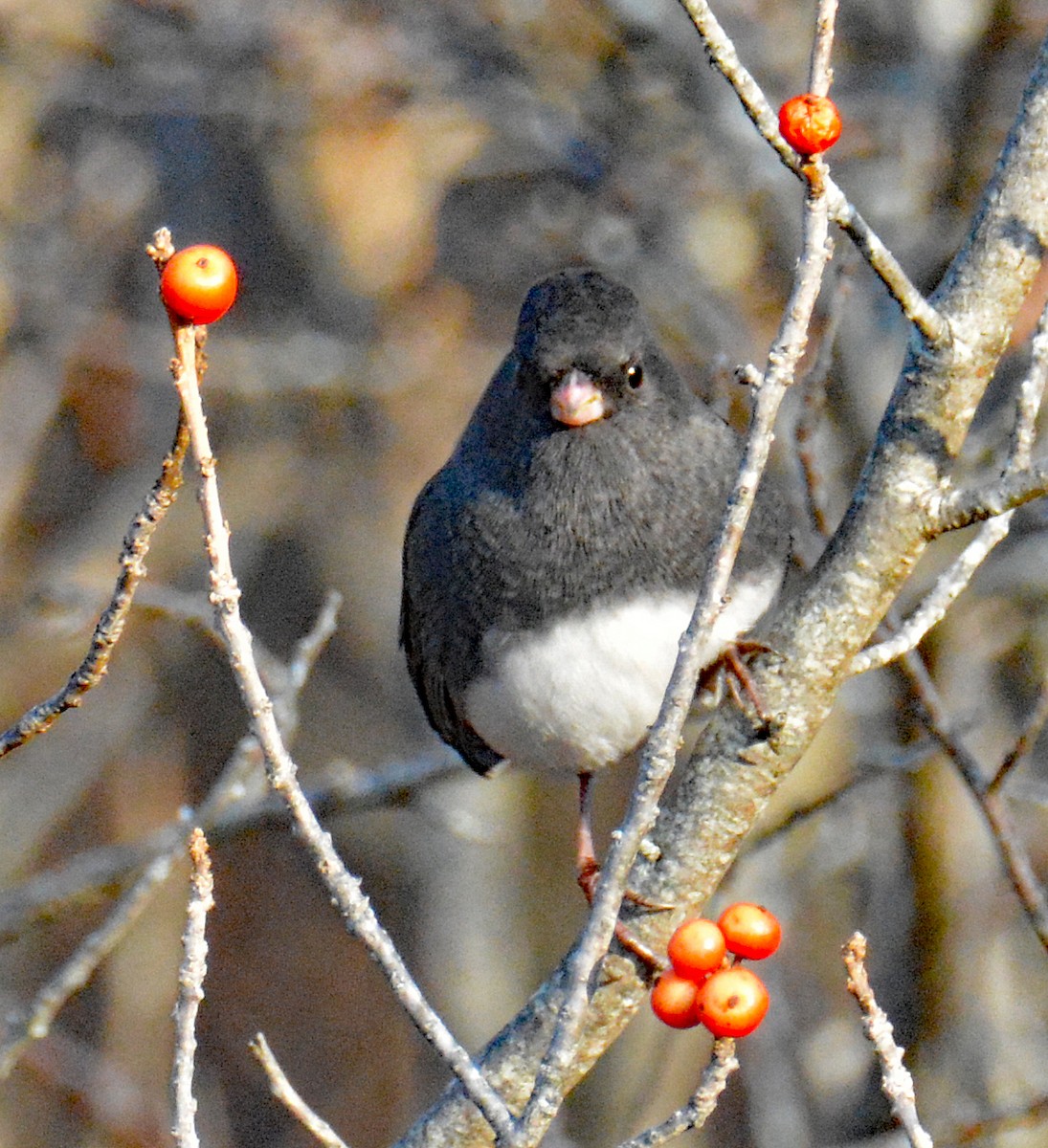 Kara Gözlü Junko (hyemalis/carolinensis) - ML611795571
