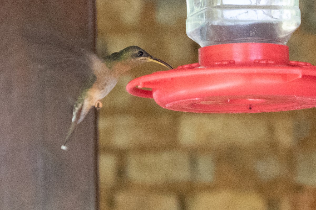 kolibřík ryšavoocasý - ML611795574