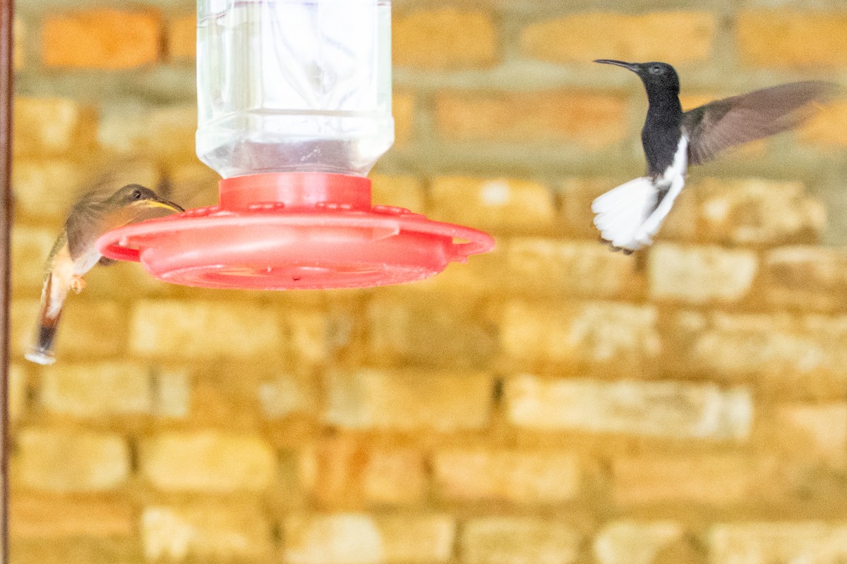 kolibřík ryšavoocasý - ML611795591
