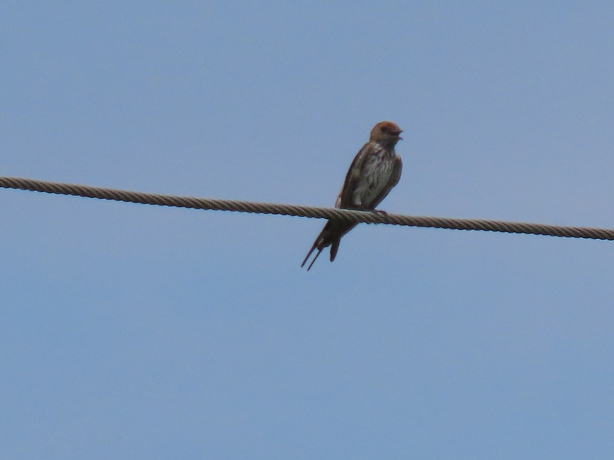 Lesser Striped Swallow - Thomas Brooks