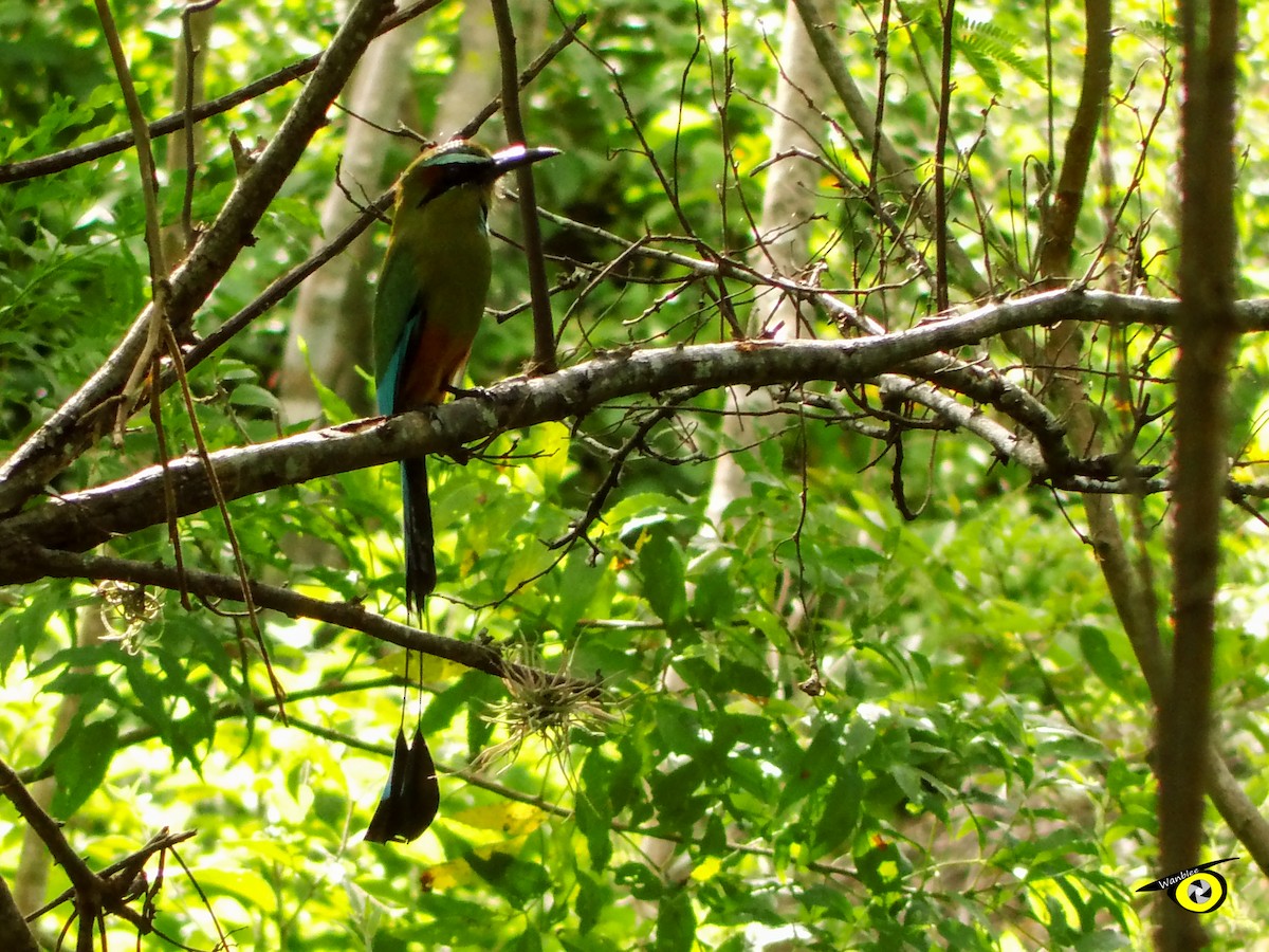 Turquoise-browed Motmot - Christophe Lecocq