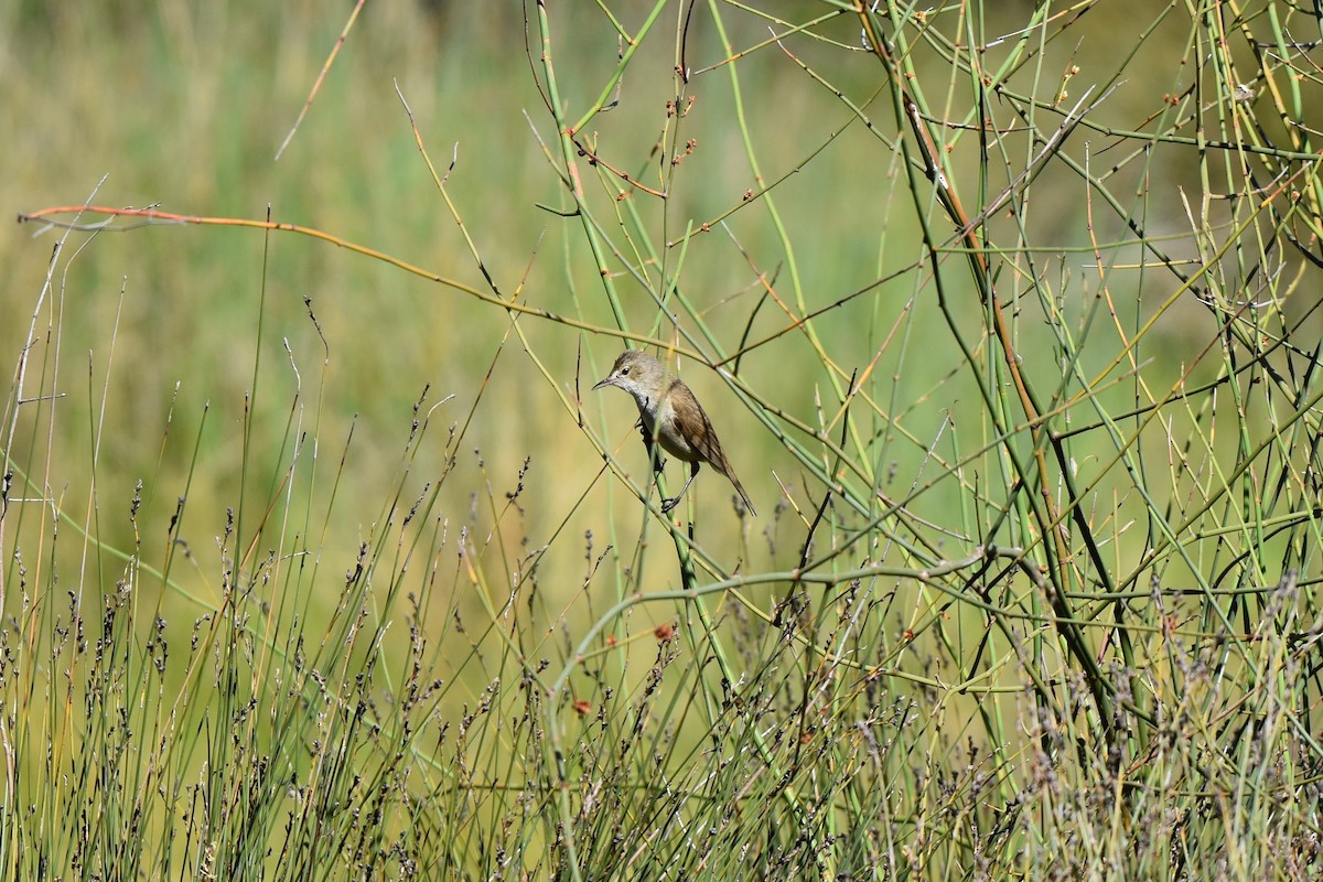 Australian Reed Warbler - T Norris