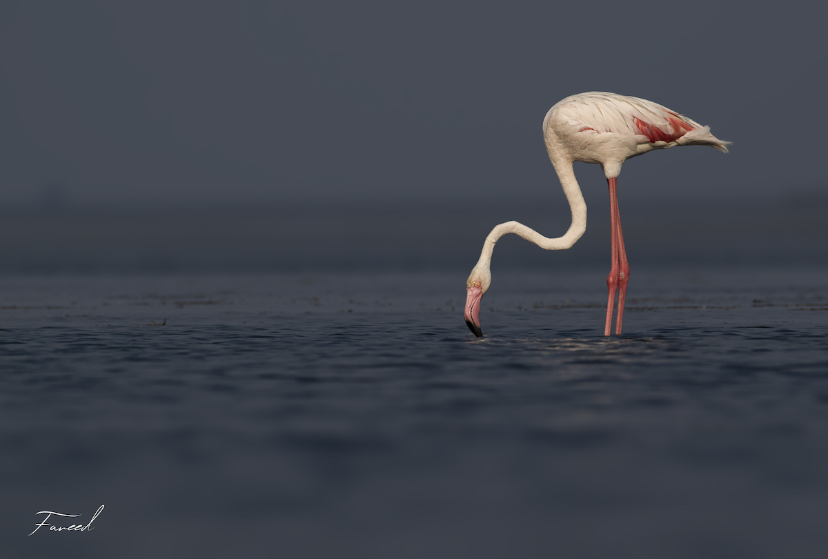 Greater Flamingo - ML611796027