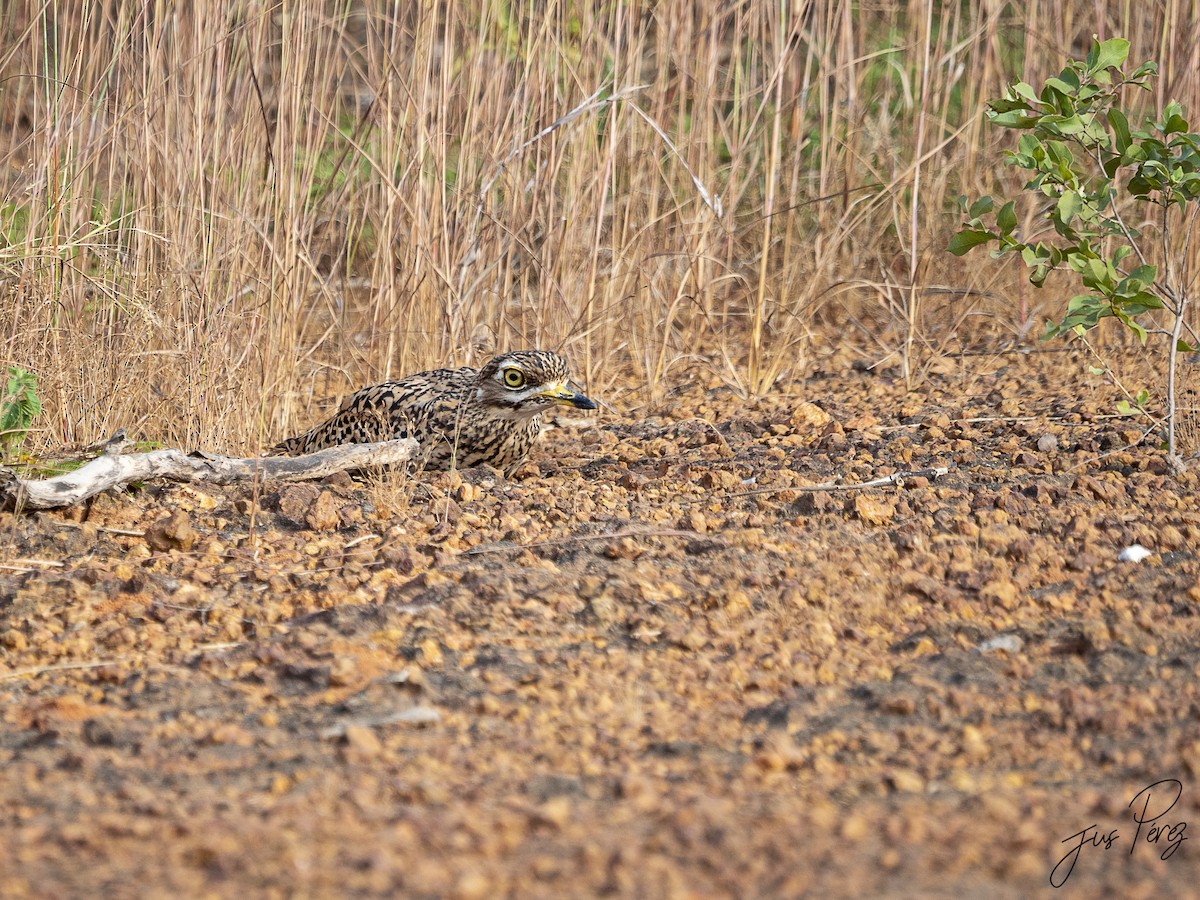 Spotted Thick-knee - ML611796039