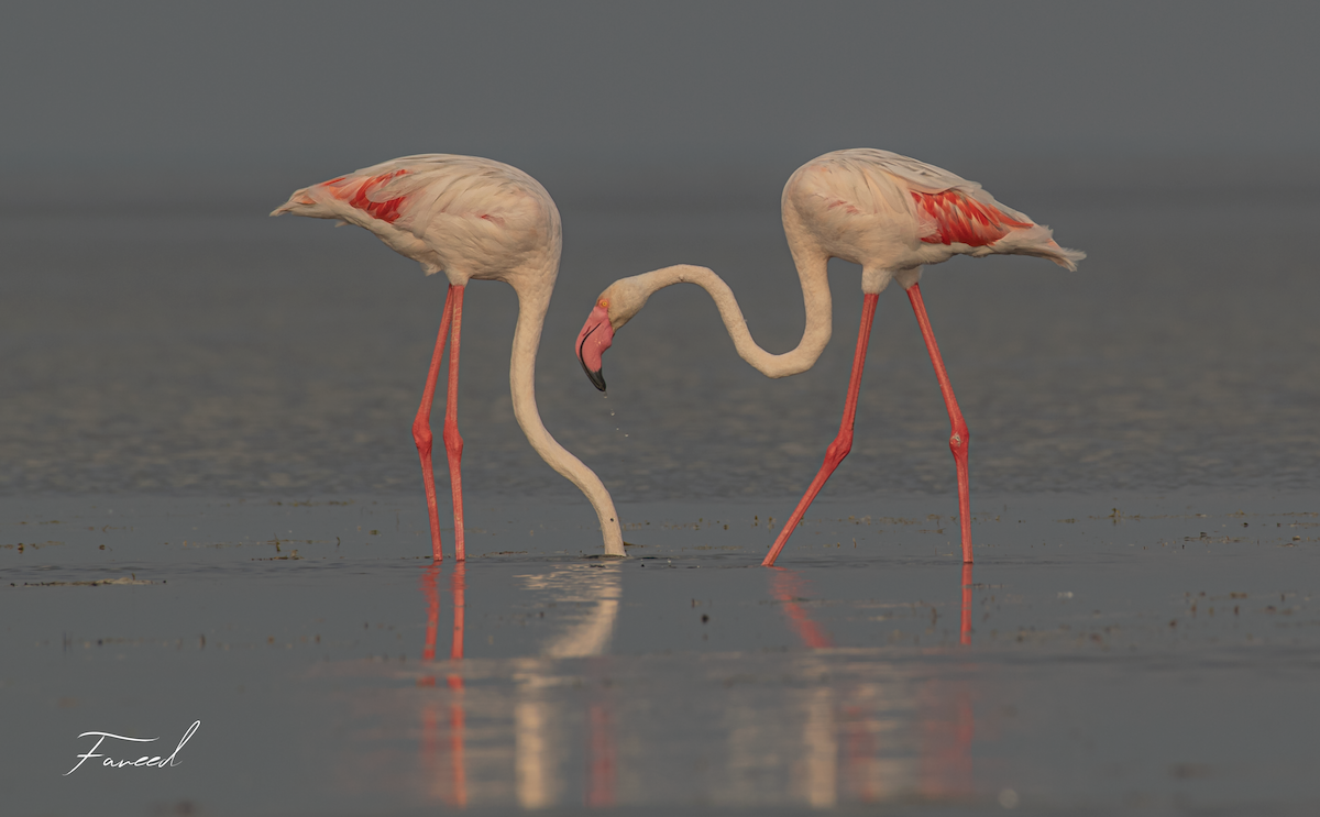 Greater Flamingo - ML611796115