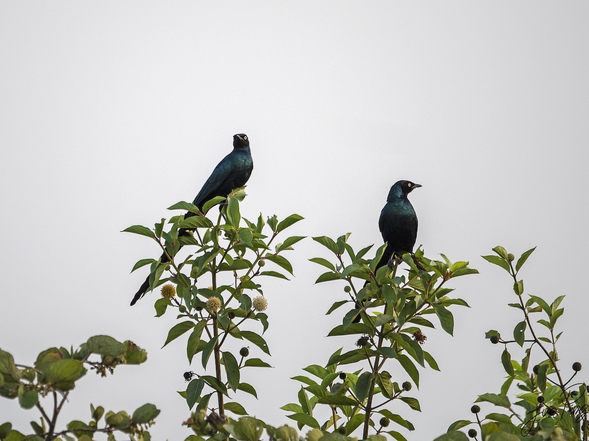 Long-tailed Glossy Starling - ML611796206