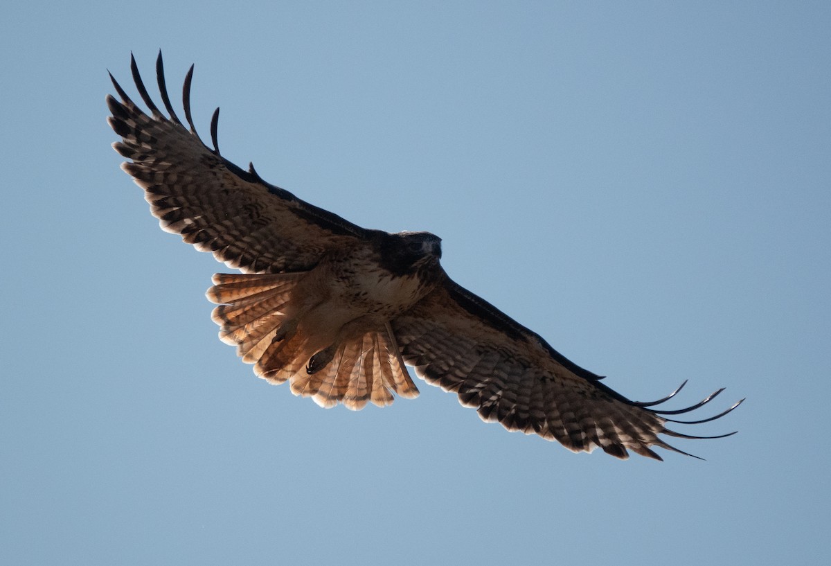 Red-tailed Hawk - ML611796407