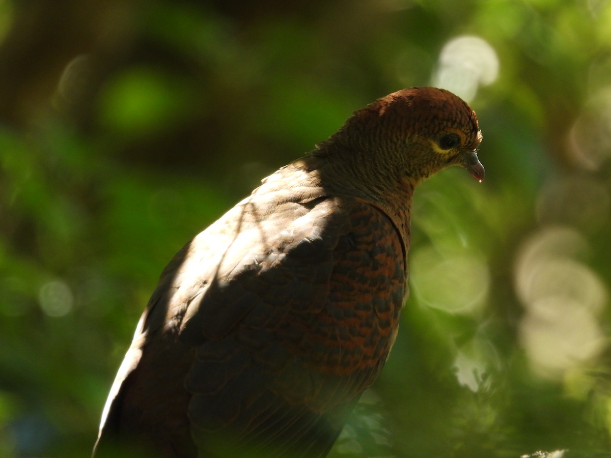 Brown Cuckoo-Dove - ML611796419