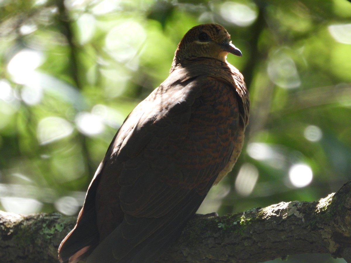 Brown Cuckoo-Dove - ML611796420