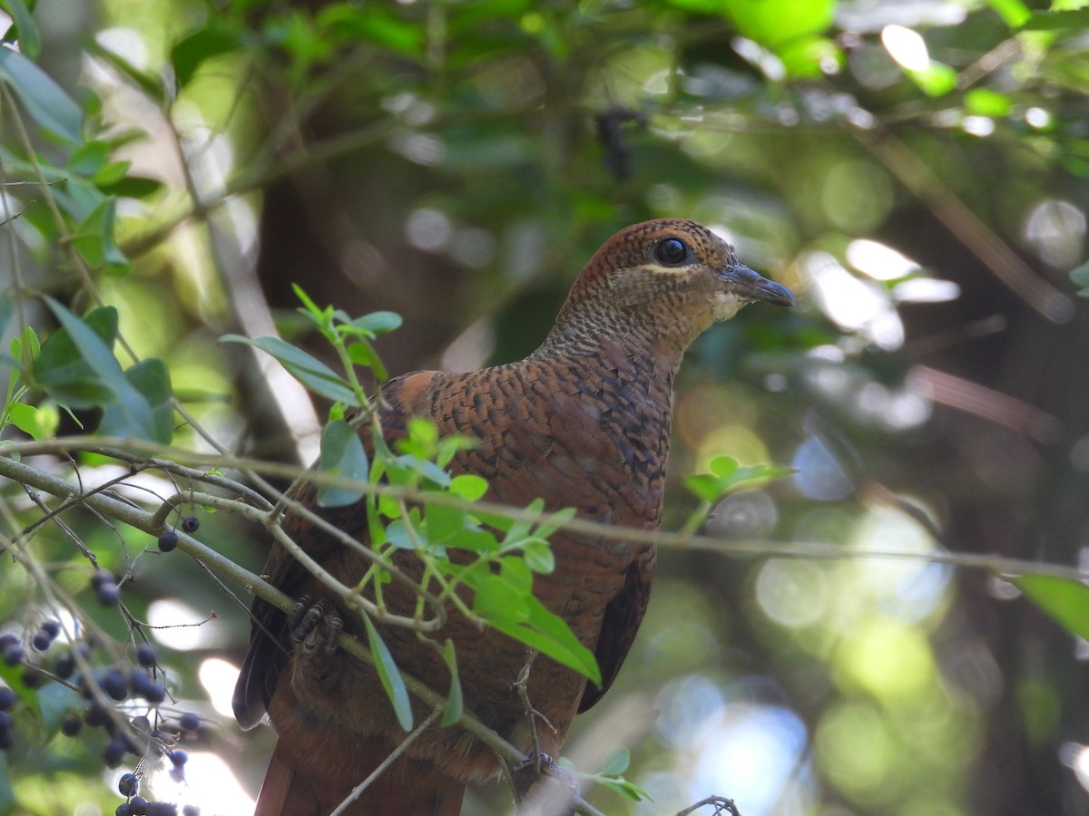 Brown Cuckoo-Dove - ML611796421
